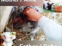 Şecereli Angora Tavşanı