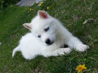 A KALİTE EMSALSİZ SAFKAN HUSKY YAVRULAR