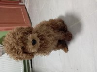 5 Aylık Red Brown Toy Poodle