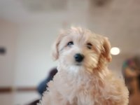 9 aylık maltipoo kızımı sahiplendirmek istiyorum