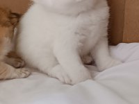 British shorthair yavru