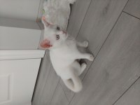 Dünyalar güzeli british shorthair mavişim