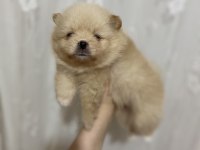 1 ay sonra rezerve edilecek pomeranian