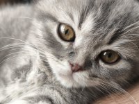 ANKARA SCOTTİSH FOLD KEDİMİZ