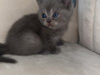 Yavru scottish fold kedilerimiz yeni yuvalarını bekliyor