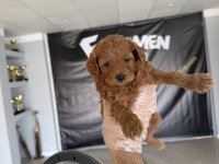 MALTESE YAVRULAR MALTİPO VE TOY POODLE YAVRULAR ANKARA