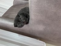 Birbirinden güzel British Shorthair yavrular