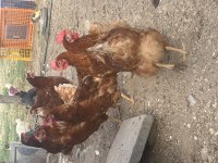 Genç Yumurtlar durumda Atkas Lohman Köy Tavukları