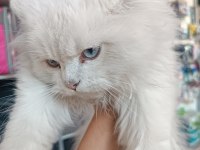 British longhair