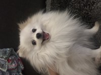 2 yaş pomeranian kırma