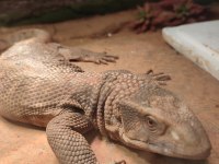 Varanus exanthrmaticus
