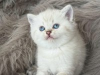 Şecereli Babanın Kaliteli British Longhair Yavruları