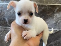 Orjinal elma kafa minyatür şivava köpekler