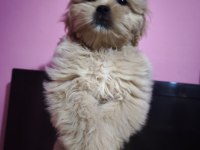 Yavru köpeklerimiz