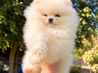 POMERANİAN BOO DİŞİ ERKEK YAVRULARIMIZ