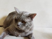 2 Yaşında Tatlı British Shorthair