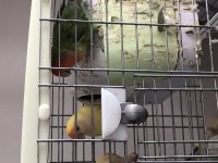 Çift yumurtlar durumda kafes ile birlikte sevda papağanı