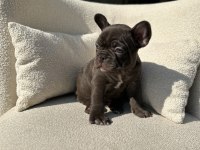 KİMLER ÇİKOLATA SEVİYOR NADİR RENK OLAN CHOCO FRENCH