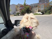 Maltipoo Ateş Yeni Ailesini Arıyor