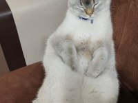 British shorthair kedimiz sahiplendirilecektir