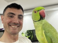 Ful evcil pakistan papağanı