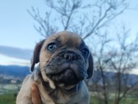 Blue Fawn Sable Dünyalar güzeli french bulldog