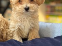 Orjinal Hipoalerjenik Teacup Maltipoo Yavrular