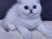 Dünya güzelli bebek kediler