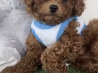 Toy Poodle Köpekleri
