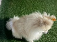 Pomeranian boo 1 yaşında erkek
