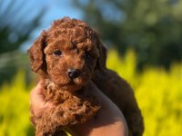 Kaliteli Poodle Bebişlerimiz
