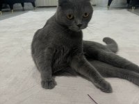 SCOTTİSH FOLD KIZIMA EŞ ARIYORUM