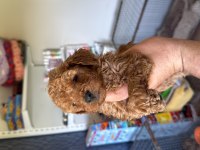 Ruhsatlı Köpek Çiftliğinden Toy Poodle Yavrular