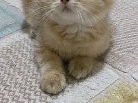 British shorthair 2,5 yaşında