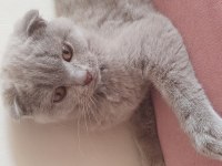 Yavru scottish fold kedisi