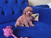Toy Poodle Erkek Güzeli