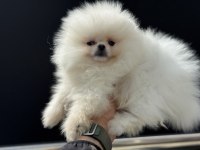 Petmode Köpek Çiftliğinden Tedyy Pomeranian