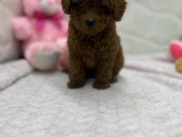 Ev Üretimi Wc Eğitimli Orjinal Toy Poodle