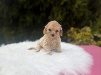 Maltipoo yavrularımız
