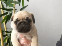Pug mops üst kalite yavrular
