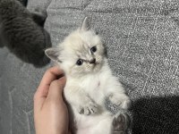 Lilac british shorthair