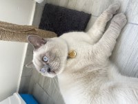 Kendi british shorthair kedim