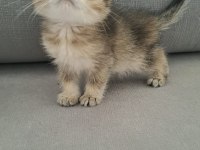 British shorthair erkek