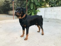 5 YAŞINDAKİ ROTTWEİLER OĞLUMUZA DİŞİ EŞ ARIYORUZ!