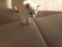 British shorthair uygun kedimiz