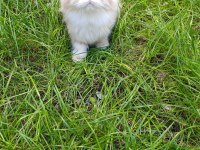Güzel Tıp Golden British Longhair Yavrumuz