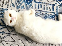 Güzel scottish fold kızım