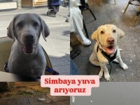 Labrador köpeğimiz sahiplendirilecektir
