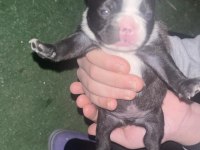 45 Günlük Erkek French Bulldog