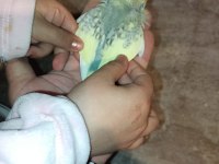 ev üretimi yavru muhabbet kuşları